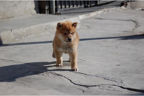 成約済の埼玉県の柴犬-115856の3枚目