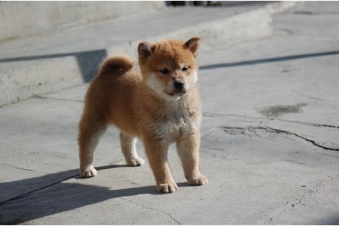 成約済の埼玉県の柴犬-115856の2枚目