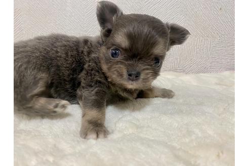成約済の埼玉県のチワワ(ロングコート)-115860の1枚目