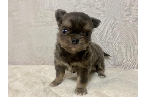 成約済の埼玉県のチワワ(ロングコート)-115860の2枚目