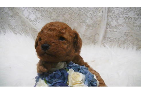 成約済の福岡県のタイニープードル-114461の7枚目