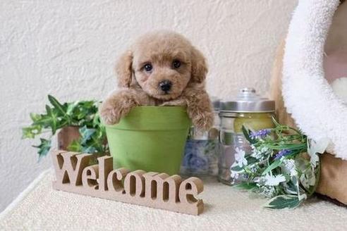 成約済の滋賀県のトイプードル-114413の1枚目