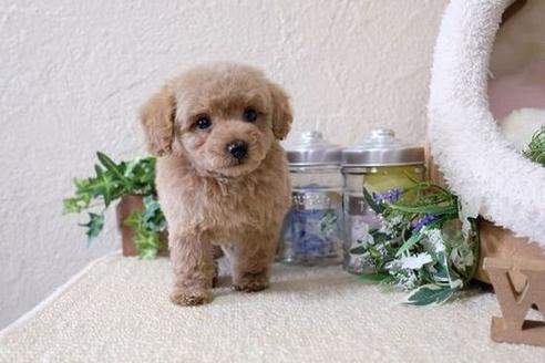 成約済の滋賀県のトイプードル-114413の5枚目