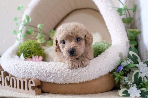 成約済の滋賀県のトイプードル-114413の3枚目