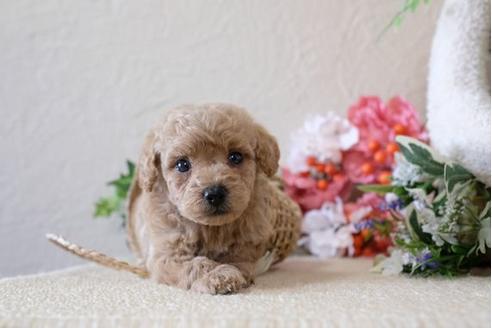 成約済の滋賀県のトイプードル-114413の2枚目