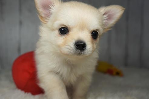 子犬
