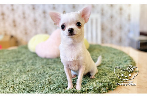 成約済の愛知県のチワワ(スムースコート)-106947の3枚目