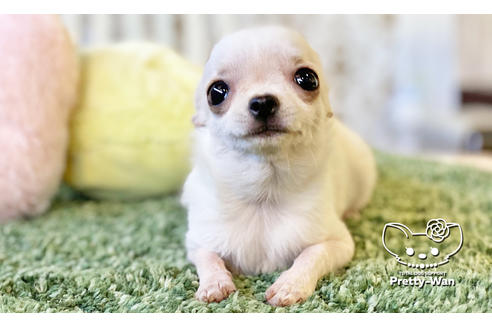 成約済の愛知県のチワワ(スムースコート)-106947の4枚目