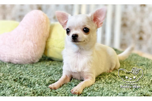 成約済の愛知県のチワワ(スムースコート)-106947の1枚目