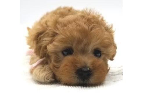 マルプーの子犬を探す ブリーダーナビ