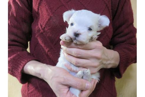 成約済の愛知県のマルチーズ-114106の16枚目