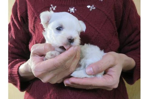 成約済の愛知県のマルチーズ-114106の15枚目