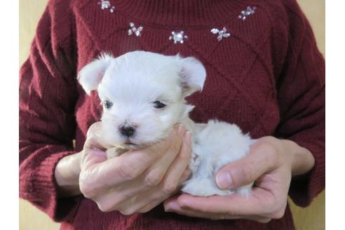 成約済の愛知県のマルチーズ-114106の14枚目