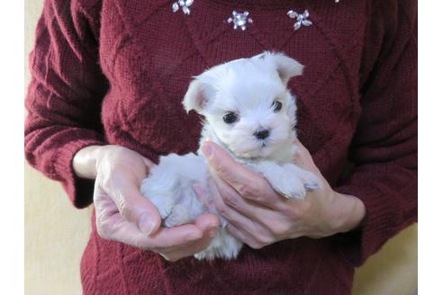 成約済の愛知県のマルチーズ-114105の2枚目