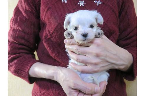 成約済の愛知県のマルチーズ-114104の1枚目