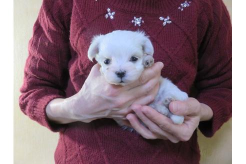 成約済の愛知県のマルチーズ-114104の3枚目
