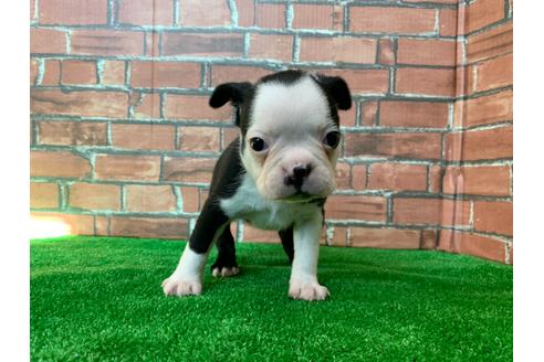 成約済の愛知県のボストンテリア-115930の4枚目