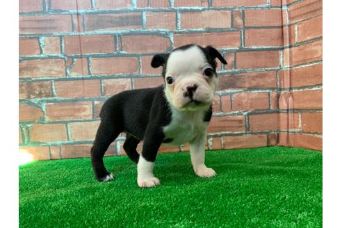 成約済の愛知県のボストンテリア-115930の1枚目