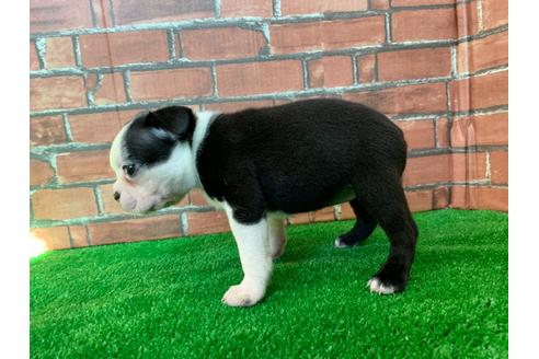 成約済の愛知県のボストンテリア-115930の2枚目