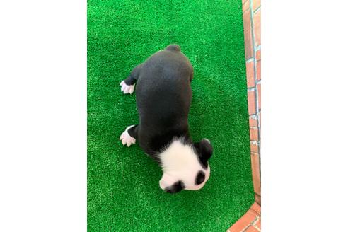 成約済の愛知県のボストンテリア-115931の4枚目