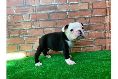 成約済の愛知県のボストンテリア-115931の1枚目