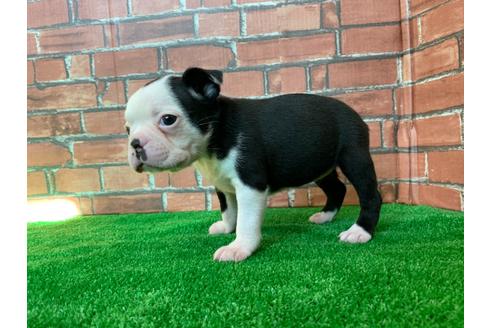 成約済の愛知県のボストンテリア-115931の3枚目