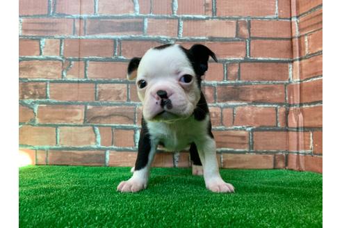 成約済の愛知県のボストンテリア-115931の2枚目