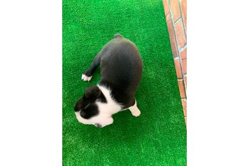 成約済の愛知県のボストンテリア-115932の4枚目