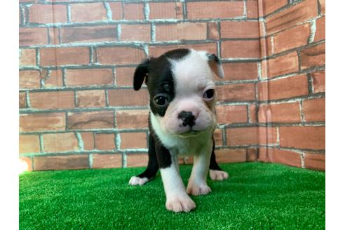 成約済の愛知県のボストンテリア-115932の3枚目