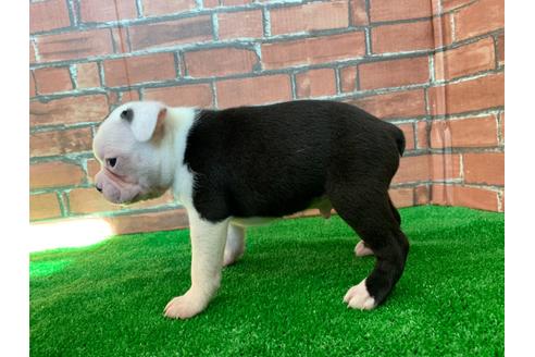 成約済の愛知県のボストンテリア-115932の2枚目