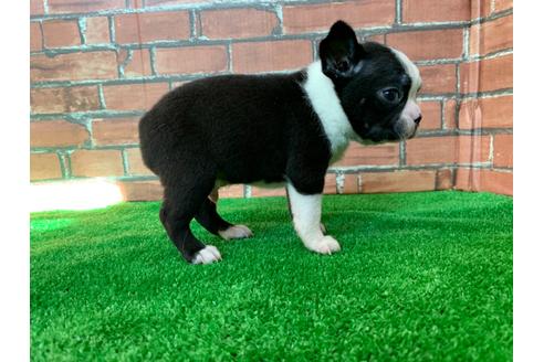 成約済の愛知県のボストンテリア-115933の4枚目