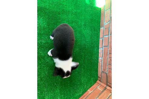 成約済の愛知県のボストンテリア-115933の2枚目