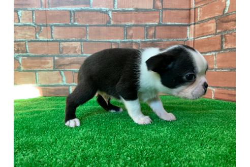 成約済の愛知県のボストンテリア-115934の4枚目