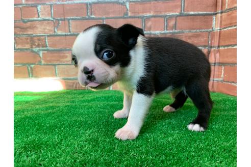 成約済の愛知県のボストンテリア-115934の3枚目