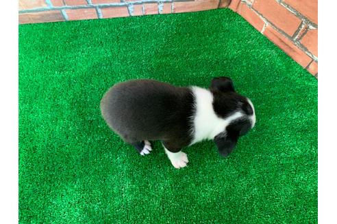 成約済の愛知県のボストンテリア-115934の2枚目