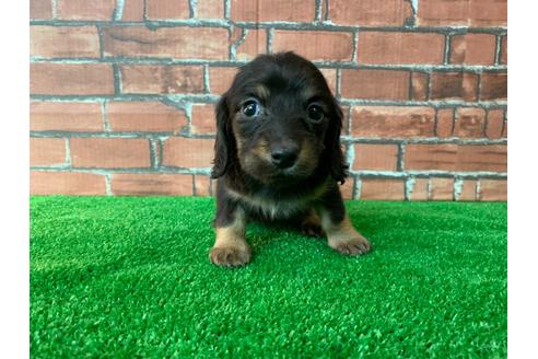 成約済の愛知県のミニチュアダックスフンド(ロングヘアード)-115939の1枚目