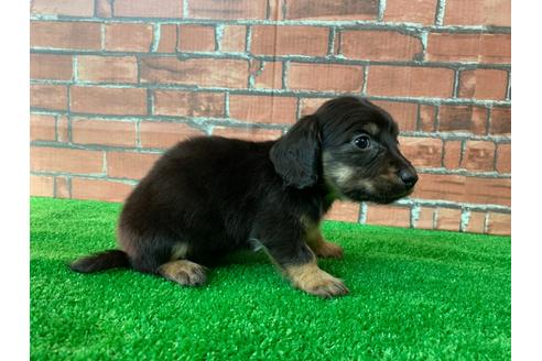 成約済の愛知県のミニチュアダックスフンド(ロングヘアード)-115939の3枚目