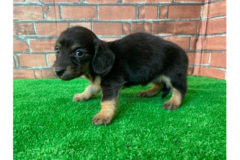 成約済の愛知県のミニチュアダックスフンド(ロングヘアード)-115939の2枚目