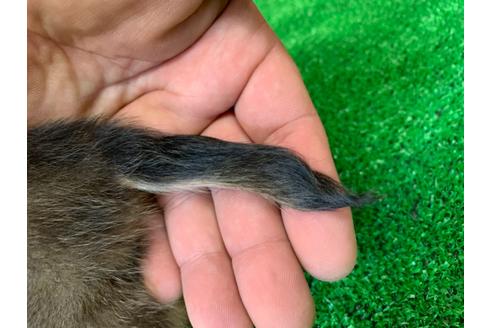 成約済の愛知県のミニチュアダックスフンド(ロングヘアード)-115940の3枚目