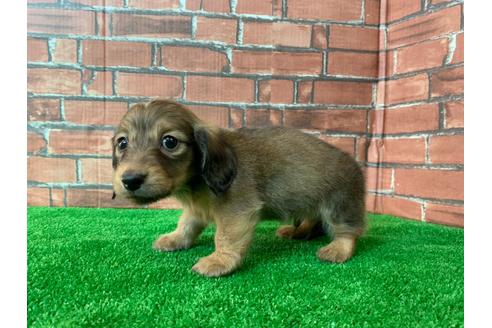 成約済の愛知県のミニチュアダックスフンド(ロングヘアード)-115940の2枚目