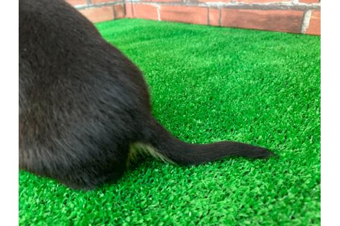 成約済の愛知県のミニチュアダックスフンド(スムースヘアード)-115942の3枚目