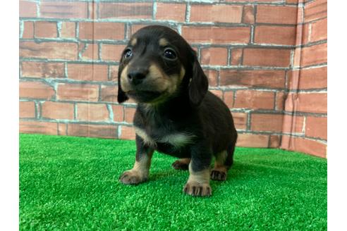 成約済の愛知県のミニチュアダックスフンド(スムースヘアード)-115942の1枚目