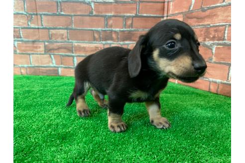 成約済の愛知県のミニチュアダックスフンド(スムースヘアード)-115942の2枚目