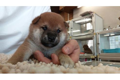 成約済の愛知県の柴犬-113557の2枚目