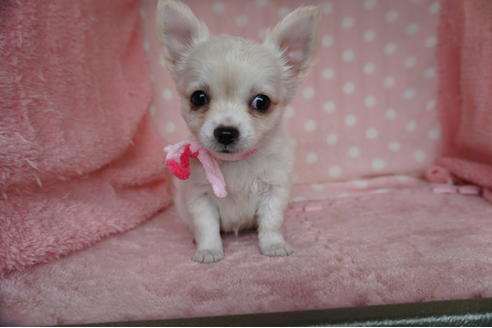 成約済の長崎県のチワワ(ロングコート)-115991の1枚目