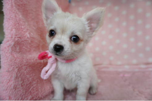 成約済の長崎県のチワワ(ロングコート)-115991の3枚目