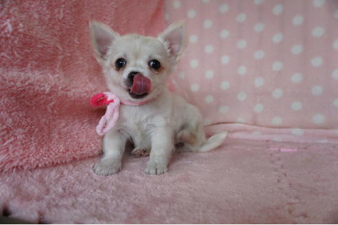 成約済の長崎県のチワワ(ロングコート)-115991の2枚目