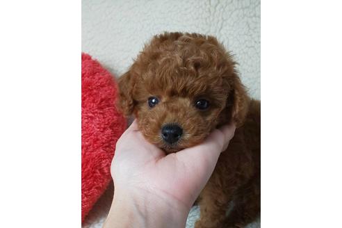 成約済の兵庫県のタイニープードル-115903の1枚目