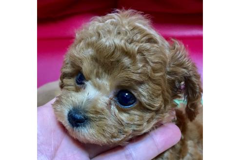 成約済の岡山県のティーカッププードル-116052の1枚目