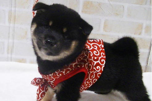 成約済の福岡県の豆柴-112418の7枚目